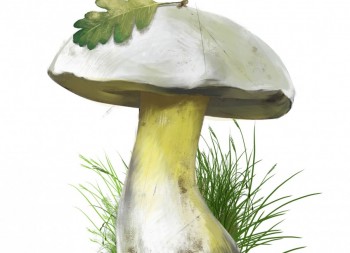 Baravykas 2 e1443004493230
