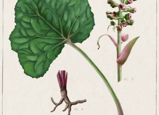 Petasites preview