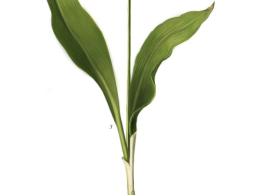Meškinis česnakas lot. Allium ursinum2 scaled
