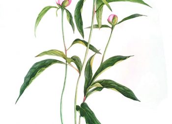 peony 1