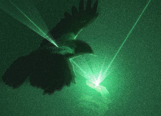 Bird