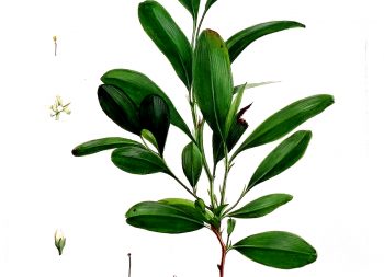 Kokainmedis klean