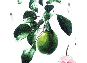 guava