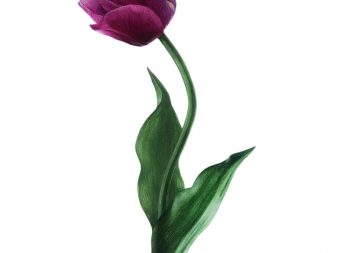 Tulpe2 scaled