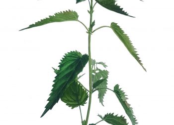 Dilgele scaled