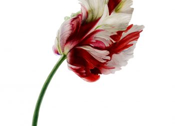Parrot tulip scaled