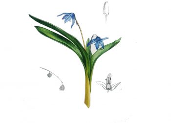 Sibirine scyle scaled