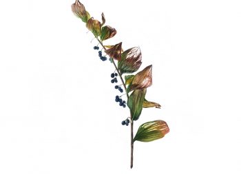 Polygonatum multiflorum scaled